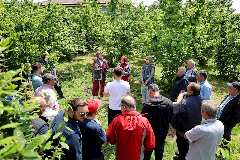 Sakarya’da kahverengi kokarca kabusuyla mücadele başladı: Büyükşehir ekibi sahada çiftçilere feromon tuzağı ulaştırıyor