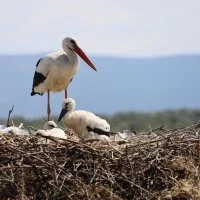 ‘Bursa Leylek Şenliği’ büyük bir coşkuyla başladı